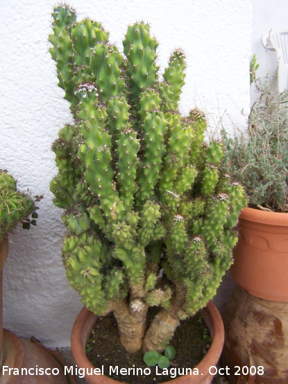 Cactus monstruoso - Cactus monstruoso. Navas de San Juan
