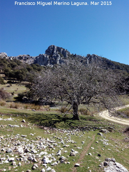 Dehesa de Mata Bejid - Dehesa de Mata Bejid. 