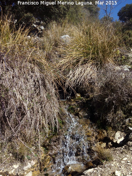 Arroyo de los Prados - Arroyo de los Prados. 