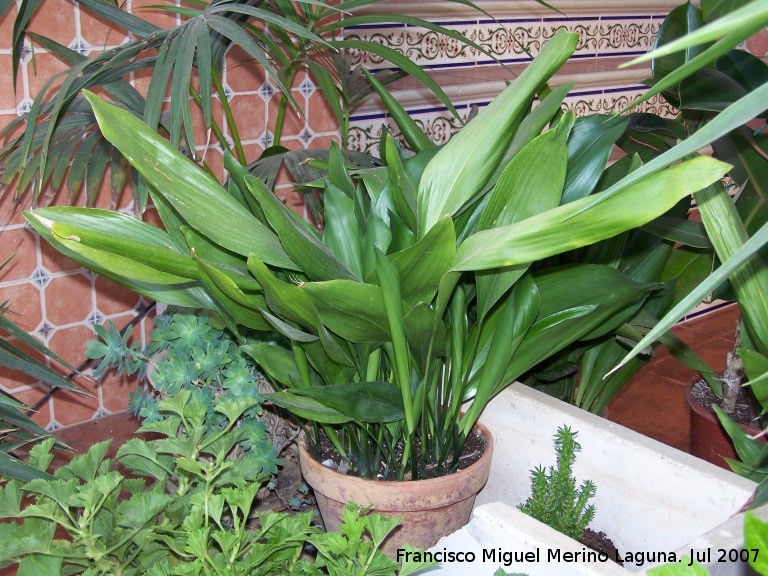 Aspidistra - Aspidistra. Navas de San Juan