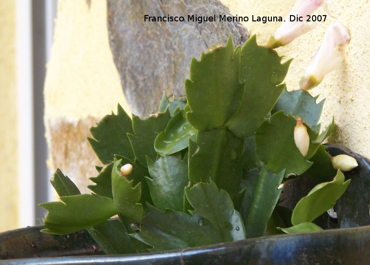 Cactus orqudea - Cactus orqudea. Los Villares