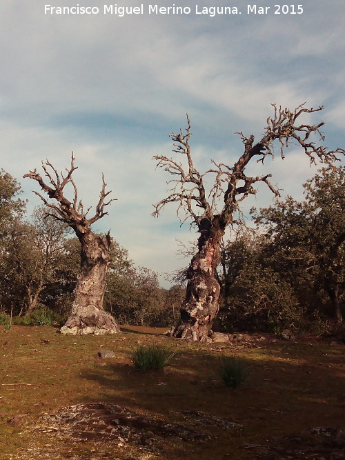 Las Hermanas - Las Hermanas. 