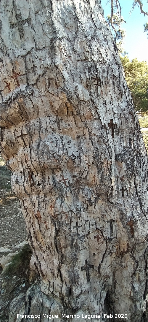 Pino de las Cruces - Pino de las Cruces. Cruces