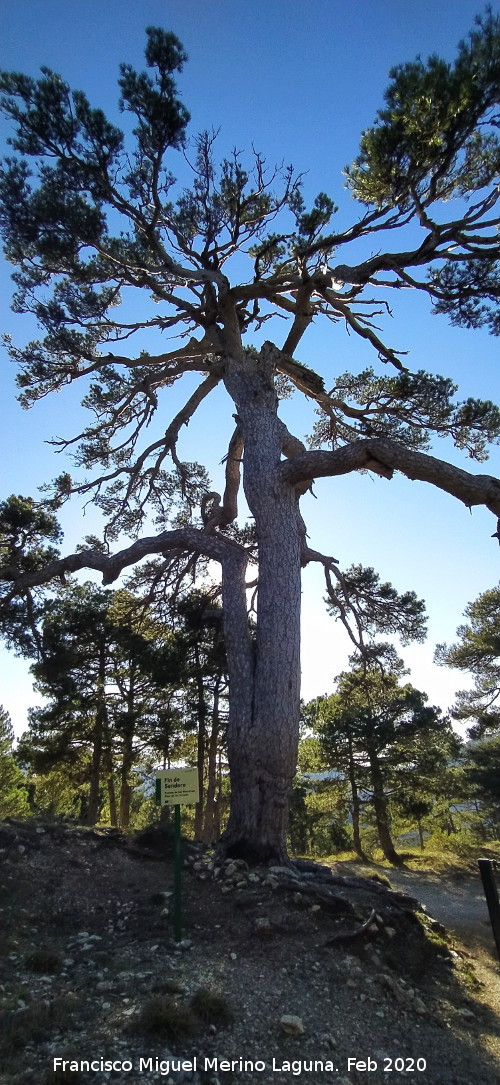 Pino de las Cruces - Pino de las Cruces. 