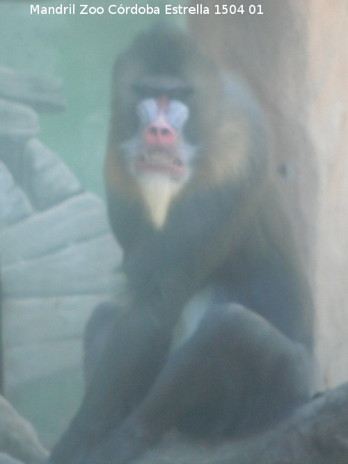 Mandril - Mandril. Zoo de Crdoba