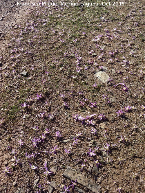 Azafrn serrano - Azafrn serrano. Campos de Azafrn. Maj de Piedras Bermejas - Baos de la Encina