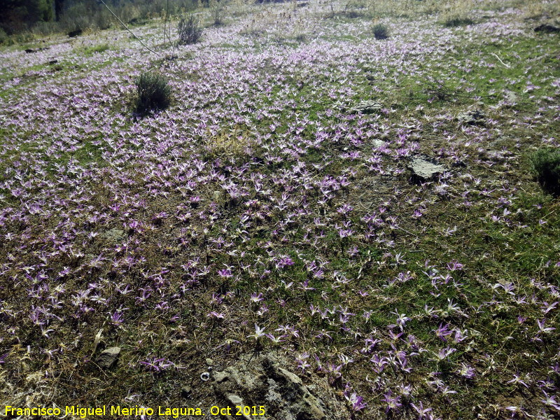 Azafrn serrano - Azafrn serrano. Campos de Azafrn. Maj de Piedras Bermejas - Baos de la Encina