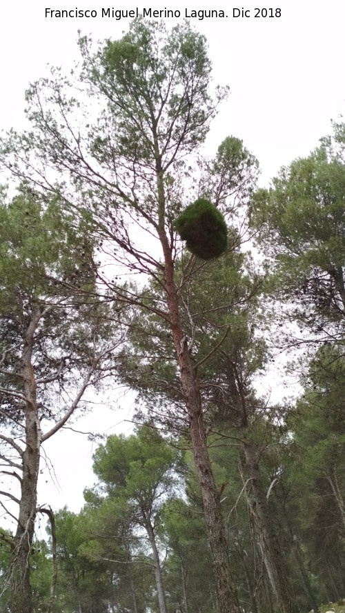 Pino carrasco - Pino carrasco. Escoba de bruja. Cao Quebrado - Jan