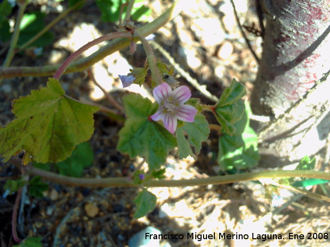 Malva enana - Malva enana. Jan