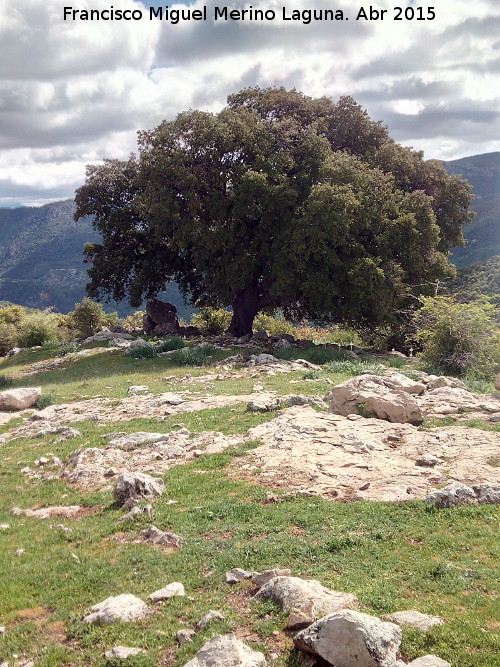 Encina del Moralejo - Encina del Moralejo. 