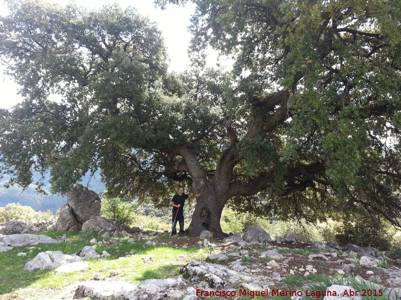 Encina del Moralejo - Encina del Moralejo. 