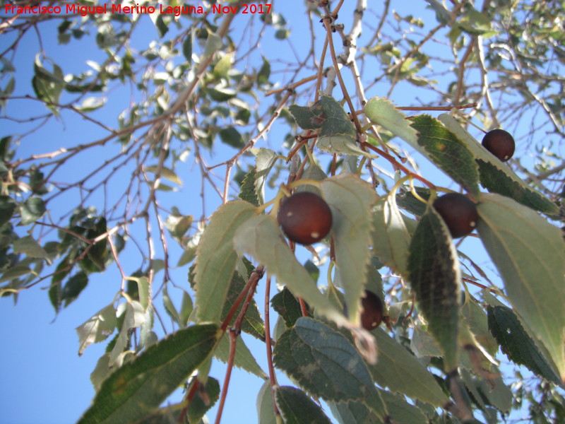 Arbolillo de la Pea - Arbolillo de la Pea. Frutos