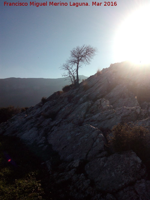 Arbolillo de la Pea - Arbolillo de la Pea. 