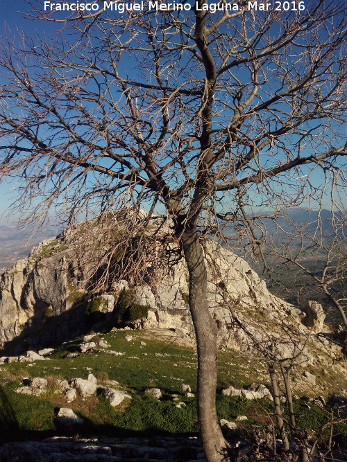 Arbolillo de la Pea - Arbolillo de la Pea. 