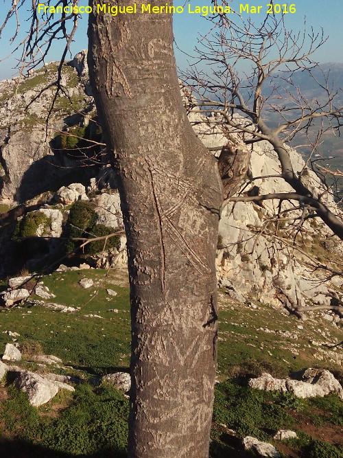 Arbolillo de la Pea - Arbolillo de la Pea. Cicatrices