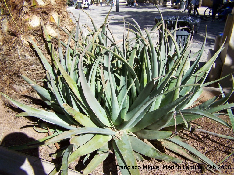 Cactus Aloe vera - Cactus Aloe vera. Navas de San Juan