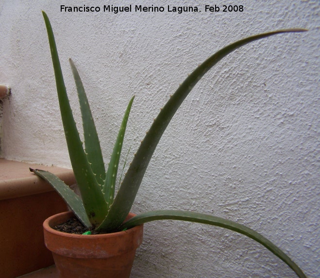 Cactus Aloe vera - Cactus Aloe vera. Navas de San Juan