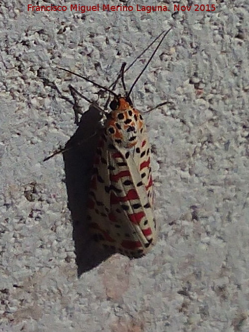 Polilla Nomeolvides - Polilla Nomeolvides. Estacin de Espeluy