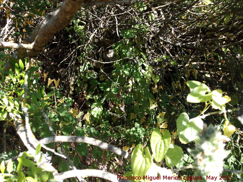 Yacimiento La Cerca - Yacimiento La Cerca. Muralla escondida entre la vegetacin