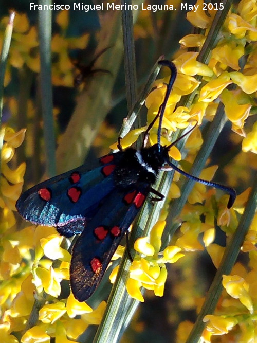 Zigena Gitana - Zigena Gitana. Cabeza Alta - Castillo de Locubn