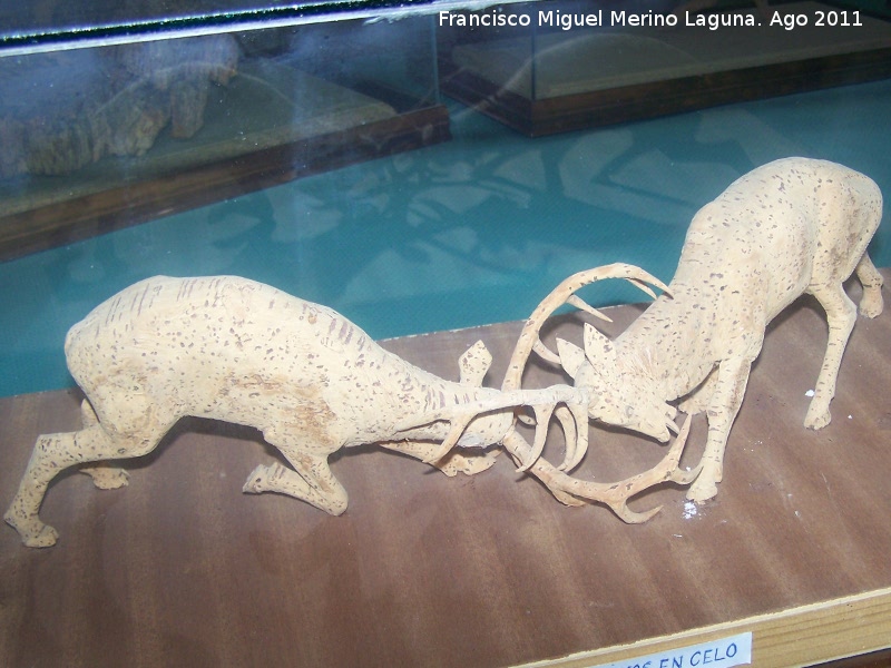 Museo del corcho - Museo del corcho. Ciervos en celo