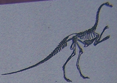 Huellas de Dinosaurio - Huellas de Dinosaurio. Esqueleto del animal