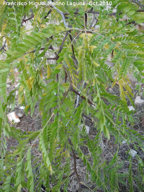 Acacia de tres espinas - Acacia de tres espinas. Los Villares