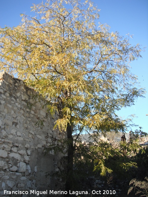 Acacia de tres espinas - Acacia de tres espinas. Los Villares