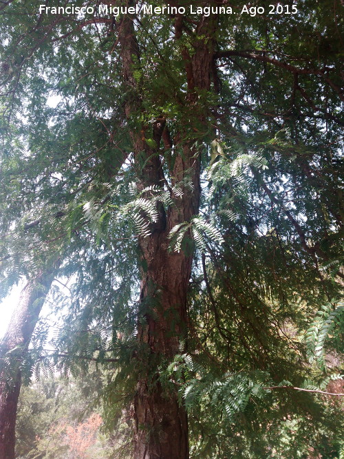 Acacia de tres espinas - Acacia de tres espinas. Caada de las Hazadillas - Jan