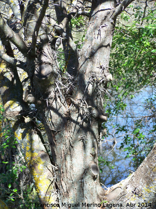 Acacia de tres espinas - Acacia de tres espinas. Laguna Grande - Baeza