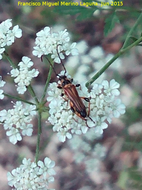 Escarabajo Mauritano - Escarabajo Mauritano. Ro Fro - Los Villares
