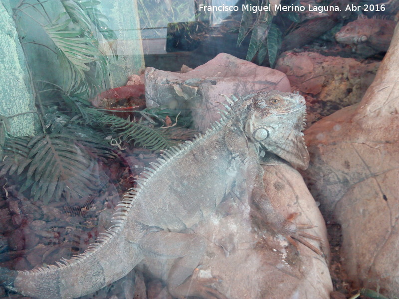 Centro de Rescate de Anfibios y Reptiles - Centro de Rescate de Anfibios y Reptiles. Iguana
