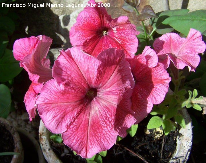 Petunia - Petunia. Navas de San Juan