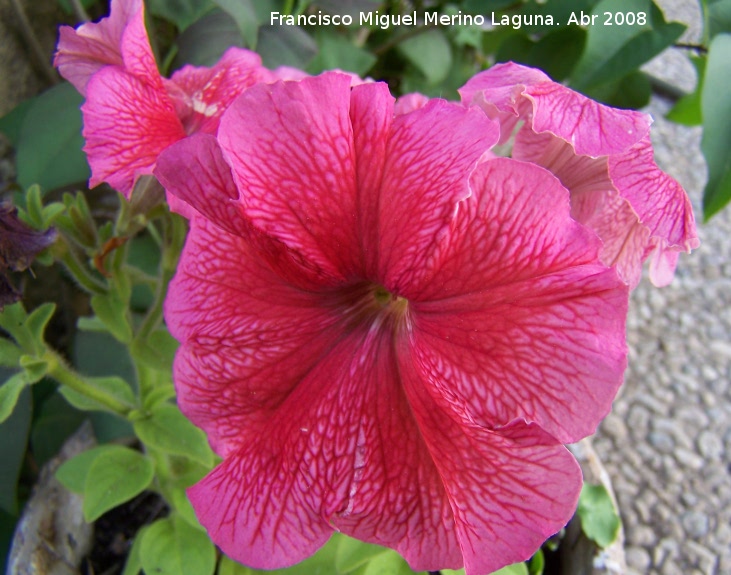 Petunia - Petunia. Navas de San Juan