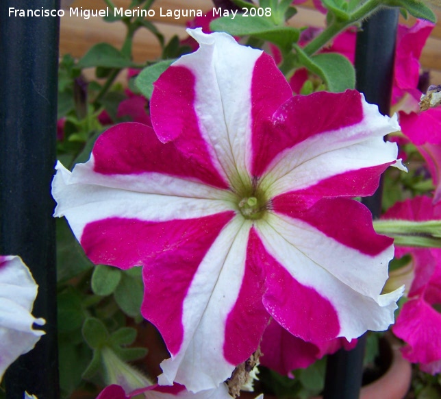 Petunia - Petunia. Navas de San Juan