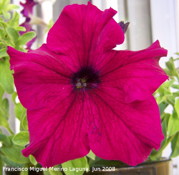 Petunia - Petunia. Los Villares