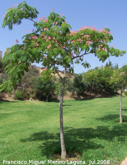 Acacia de Constantinopla - Acacia de Constantinopla. Benalmdena