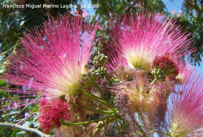 Acacia de Constantinopla - Acacia de Constantinopla. Benalmdena