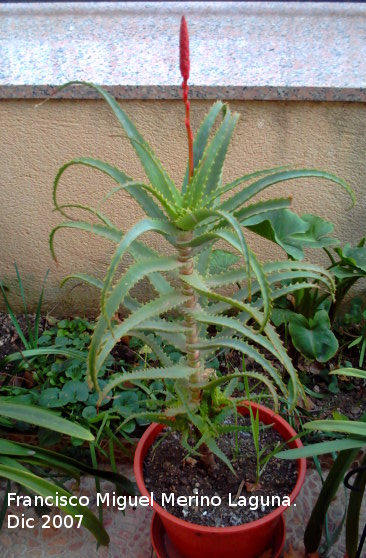 Cactus Aloe candelabro - Cactus Aloe candelabro. Navas de San Juan