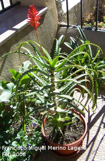 Cactus Aloe candelabro - Cactus Aloe candelabro. Navas de San Juan