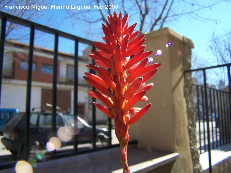 Cactus Aloe candelabro - Cactus Aloe candelabro. Navas de San Juan