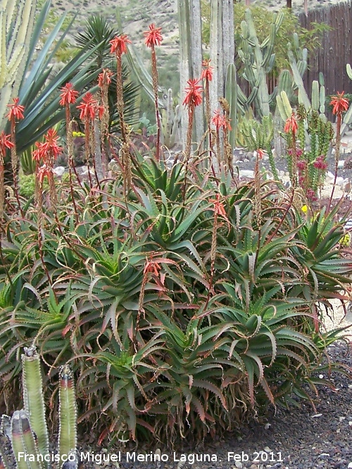 Cactus Aloe candelabro - Cactus Aloe candelabro. Tabernas