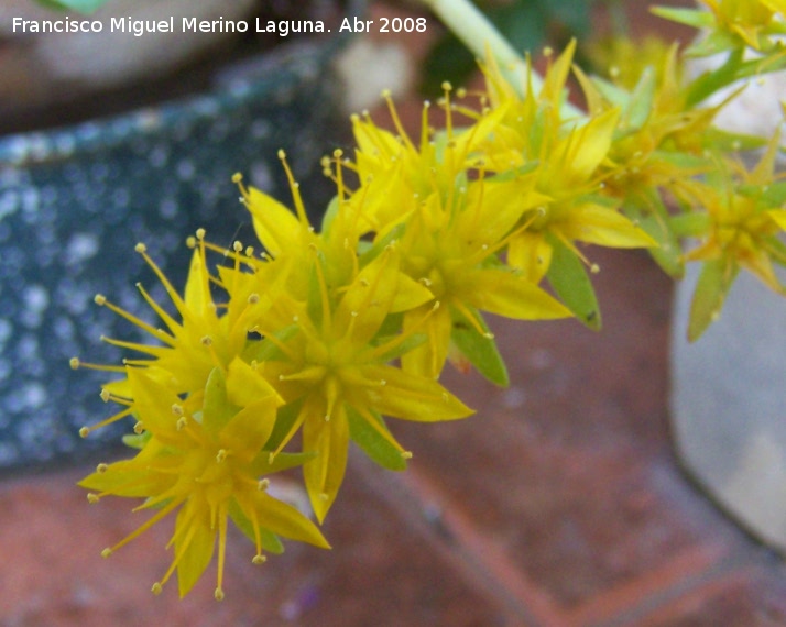 Sedum - Sedum. Navas de San Juan