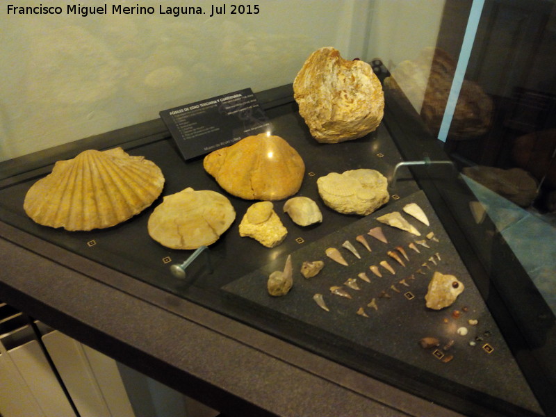Museo de la Ciudad - Museo de la Ciudad. Fosiles del Terciario y Cuaternario
