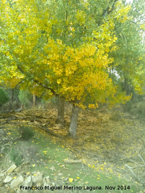 lamo negro - lamo negro. El Vaquerizo - Castellar