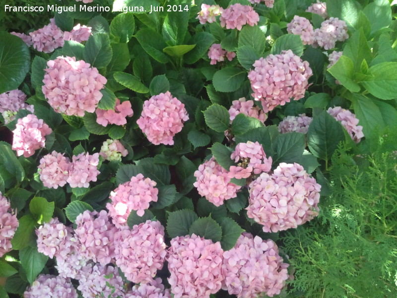 Hortensia - Hortensia. Castillo de Locubn