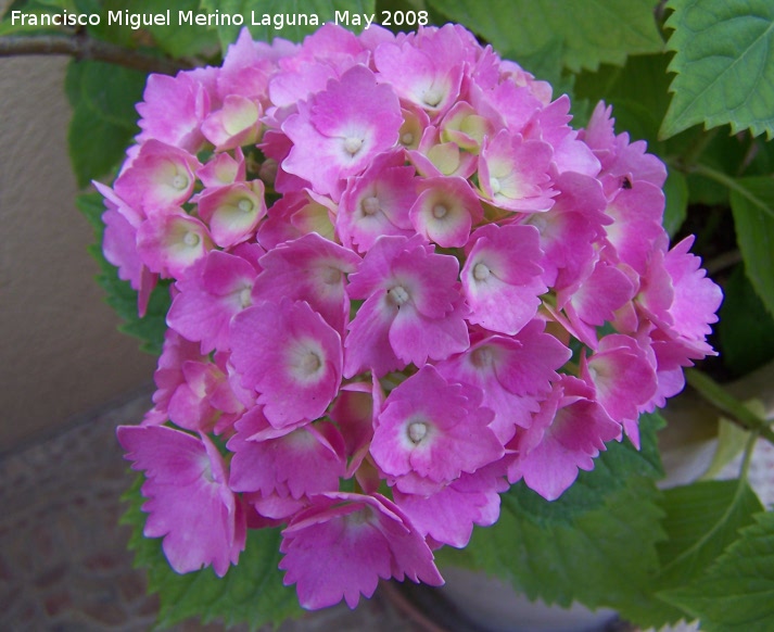 Hortensia - Hortensia. Navas de San Juan