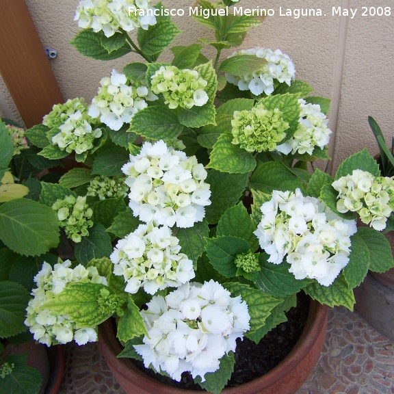 Hortensia - Hortensia. Navas de San Juan