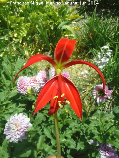 Flor de lis - Flor de lis. Castillo de Locubn