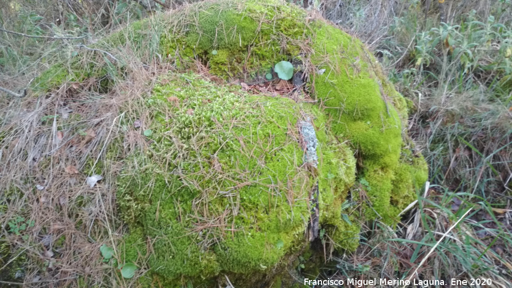 Musgo racomitrio - Musgo racomitrio. Meseta de la Yegua - Ja�n